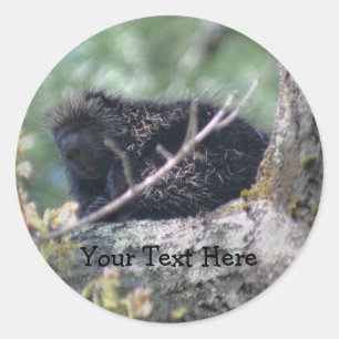 Porcupin i Träd Wildlife Animal Photo Sticker Runt Klistermärke