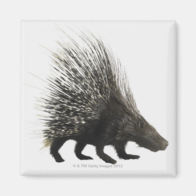 Porcupin Magnet (Framsidan)