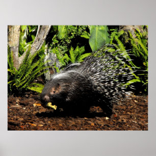 Porcupin matande poster