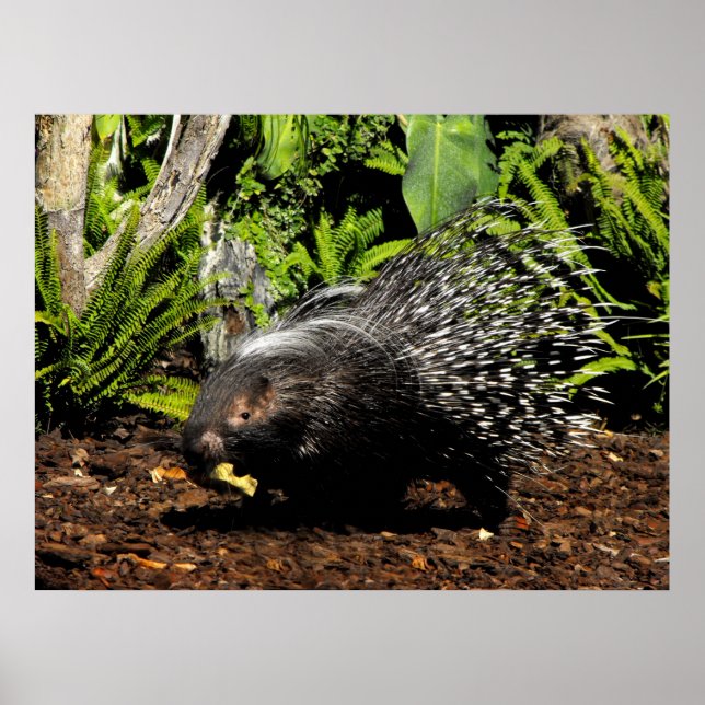 Porcupin matande poster (Framsidan)