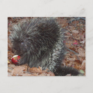 Porcupin och äpple vykort