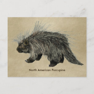 Porcupin på gammal Papprare Vykort