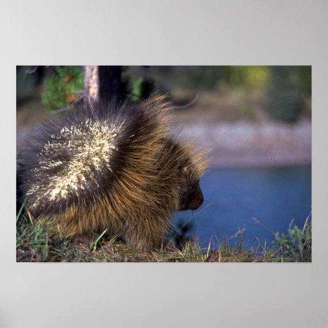 Porcupin Poster (Framsidan)