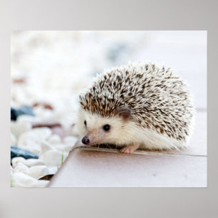 Porcupin Poster