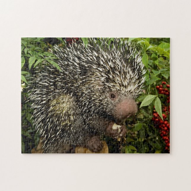 Porcupin Pussel (Horisontell)