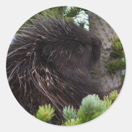 porcupin runt klistermärke