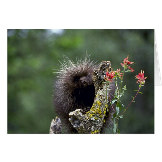 Porcupin sommaryngster hälsningskort (Framsidan Horizontal)