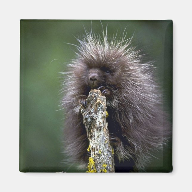 Porcupin sommaryngster magnet (Framsidan)
