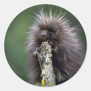 Porcupin sommaryngster runt klistermärke