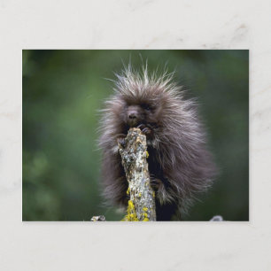 Porcupin sommaryngster vykort