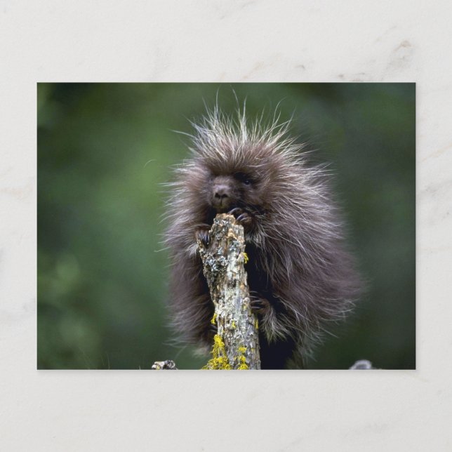 Porcupin sommaryngster vykort (Framsida)