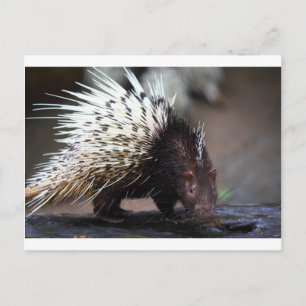 Porcupin Vykort