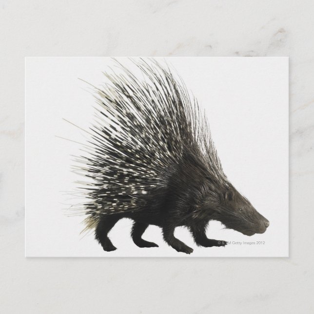 Porcupin Vykort (Framsida)