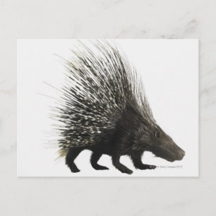 Porcupin Vykort