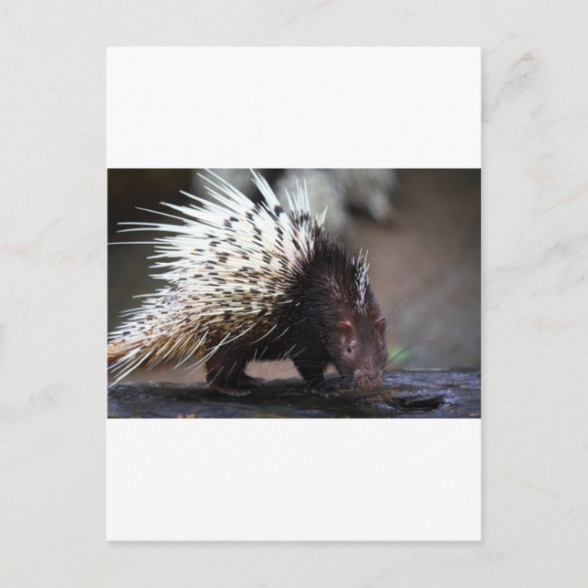 Porcupin Vykort (Framsida)