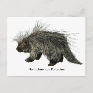Porcupin Vykort