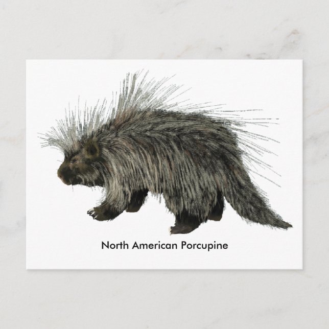 Porcupin Vykort (Framsida)