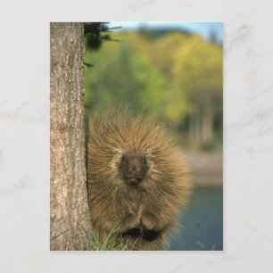 Porcupin Vykort