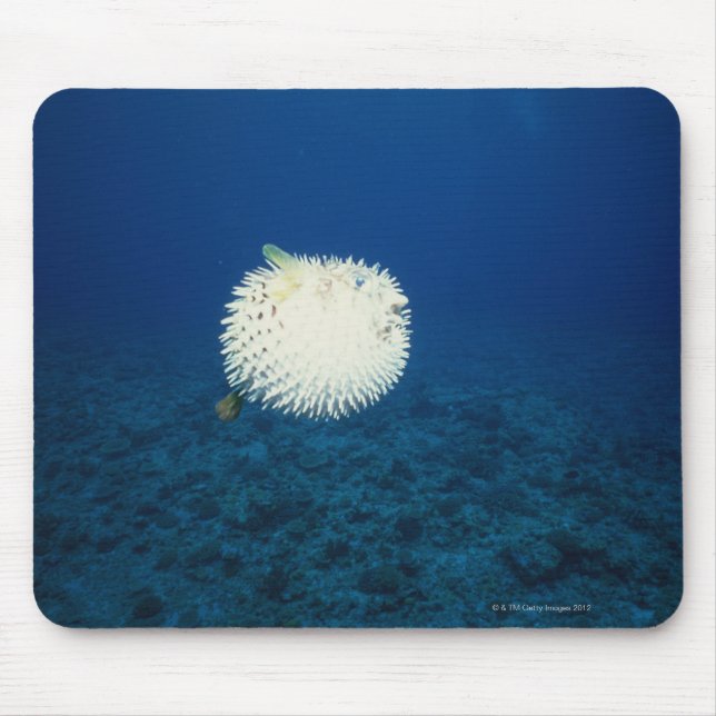 Porcupine Fish Musmatta (Framsidan)