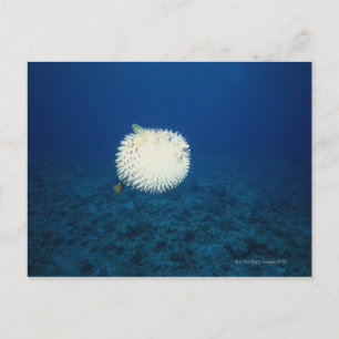 Porcupine Fish Vykort