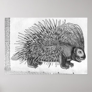 Porcupine från 'Historia Animalium Poster