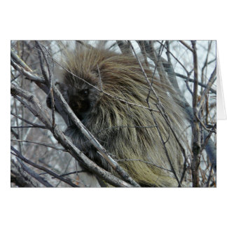 Porcupine Hälsningskort