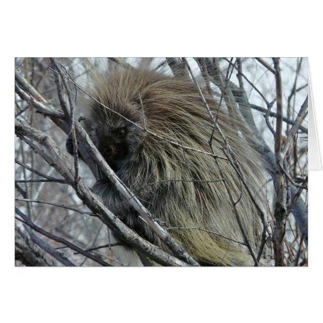 Porcupine Hälsningskort (Framsidan Horizontal)