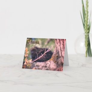 Porcupine in Träd Wildlife Tack you Card Kort