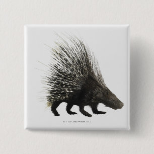 Porcupine Knapp