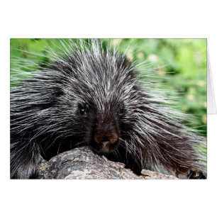 Porcupine Lounging Hälsningskort