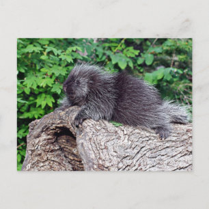 Porcupine Lounging Vykort