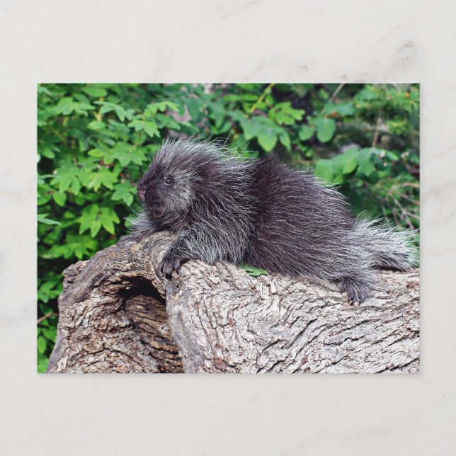 Porcupine Lounging Vykort (Framsida)
