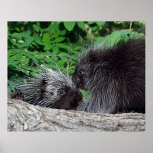 Porcupine - mamma och baby poster