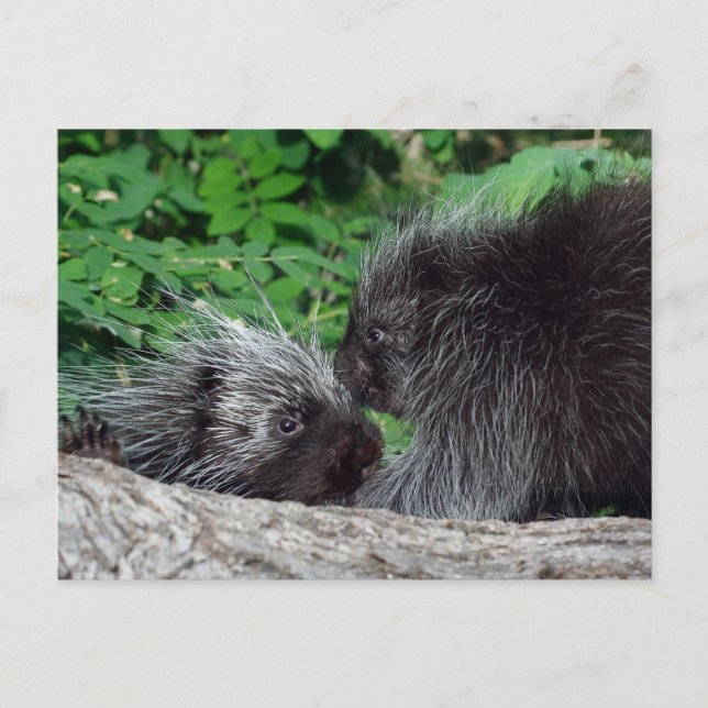 Porcupine - Mamma och Baby Vykort (Framsida)