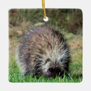 Porcupine på Ricketts Glenn Julgransprydnad Keramik