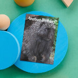 Porcupine Photo Funny Birthday Kort<br><div class="desc">En annan födelsedag? Det här roliga,  djurmatade födelsedagskortet har fotobilden av ett svart porcupin med några grått-detaljer. Välj från projektionsyta eller glansigt stil-kort.</div>