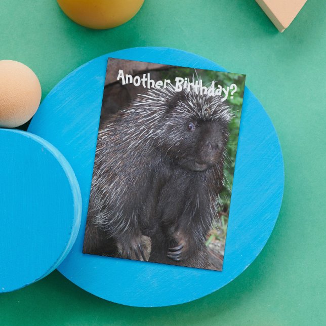 Porcupine Photo Funny Birthday Kort (In Situ)