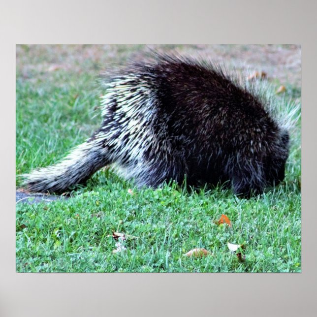 Porcupine Photo Poster (Framsidan)