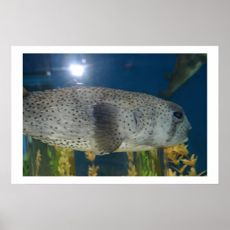 Porcupine Puffer Poster