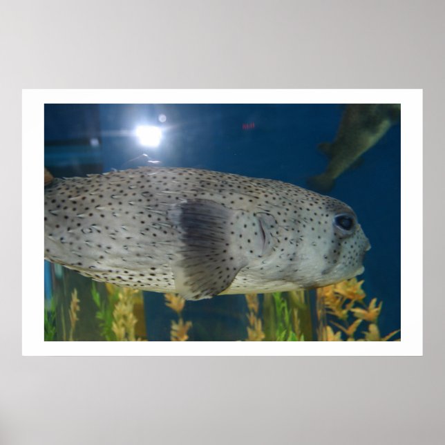 Porcupine Puffer Poster (Framsidan)
