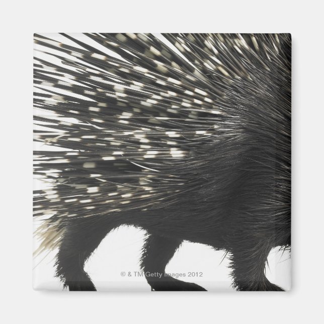Porcupine quills magnet (Framsidan)