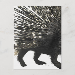 Porcupine quills vykort