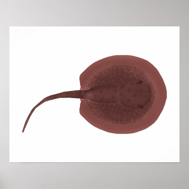 Porcupine River Stingrocka Poster (Framsidan)