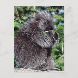 Porcupine Snacking Vykort