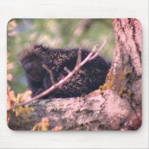 Porcupine Wildlife Animal Nature Musmatta