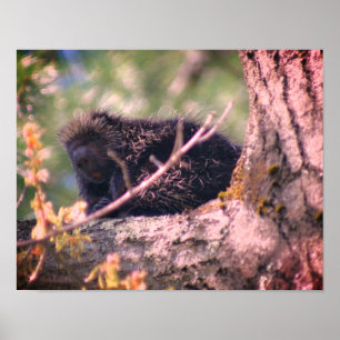 Porcupine Wildlife Animal Nature Poster