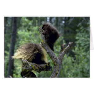 Porcupiner-sommar-mamma med yngster hälsningskort