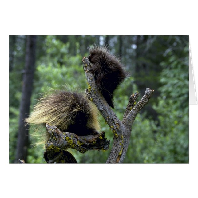 Porcupiner-sommar-mamma med yngster hälsningskort (Framsidan Horizontal)