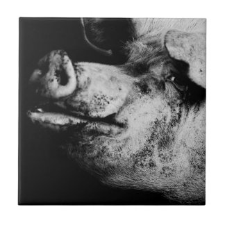 Porker porträtt kakelplatta