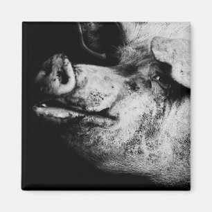 Porker porträtt magnet
